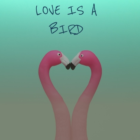 Love Is a Bird