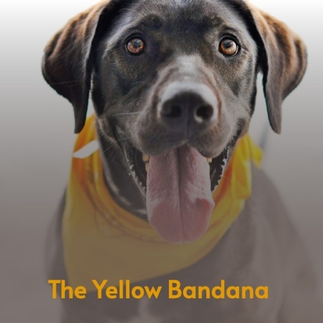 The Yellow Bandana
