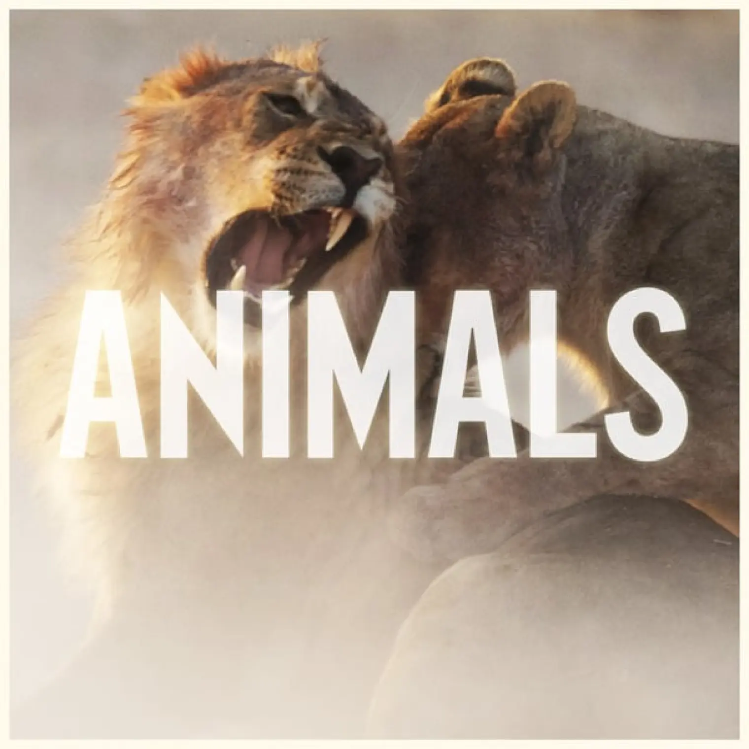 Animals -  Maroon 5 