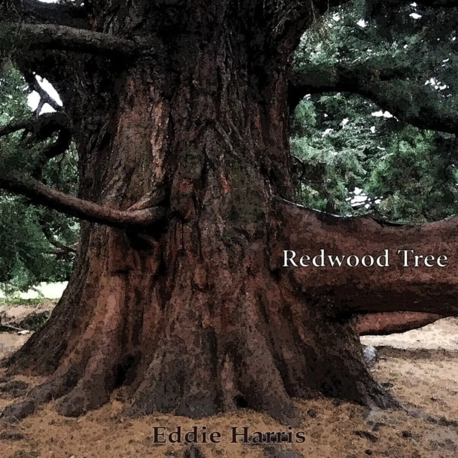 Redwood Tree -  EDDIE HARRIS 