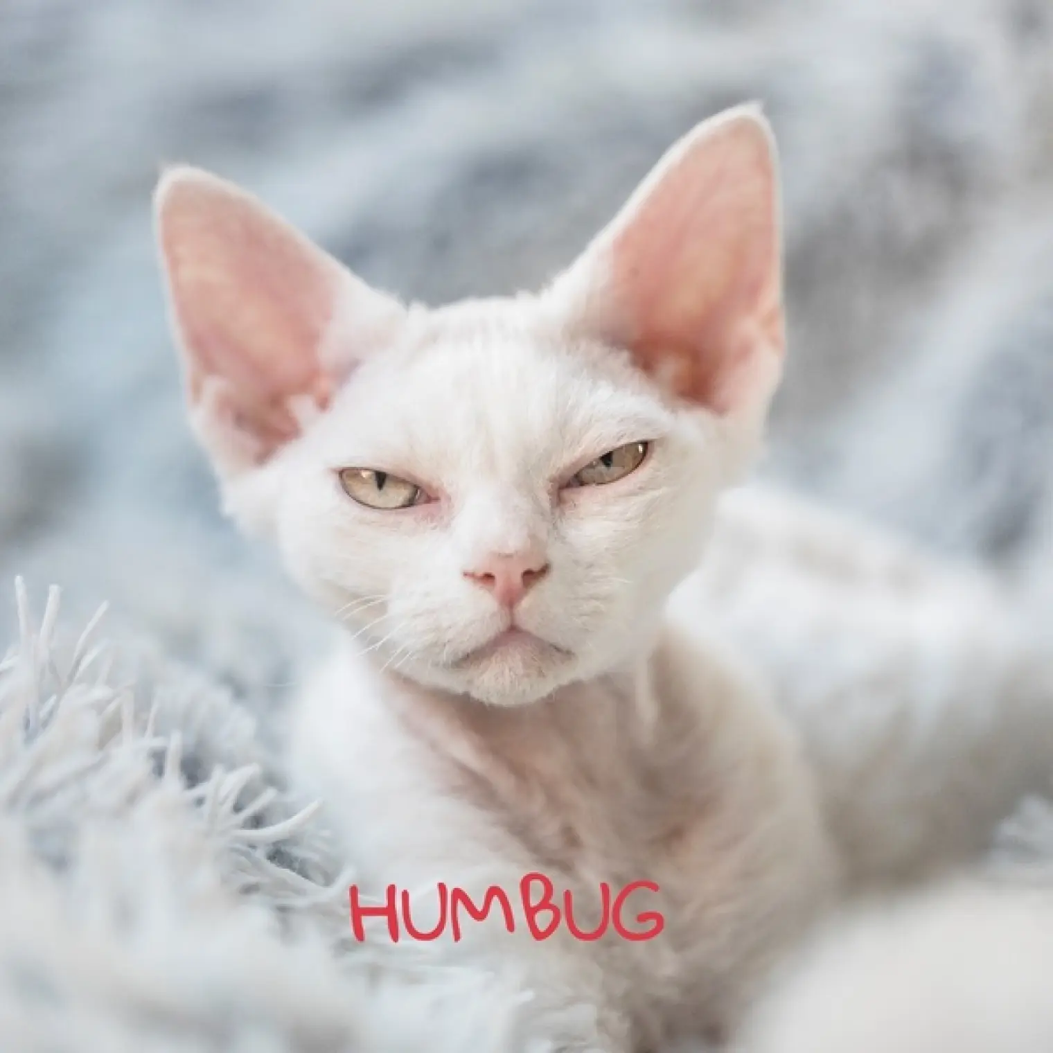 Humbug -  Various Artists 